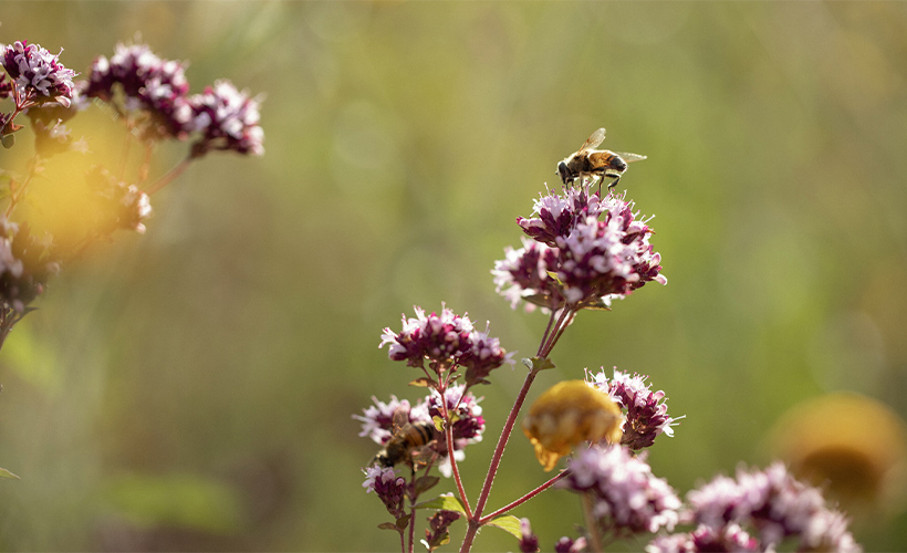 Perrier-Jouët-s_0008_PERRIER-JOUËT x Formafantasma- Biodiversity 8 - Version 16x9